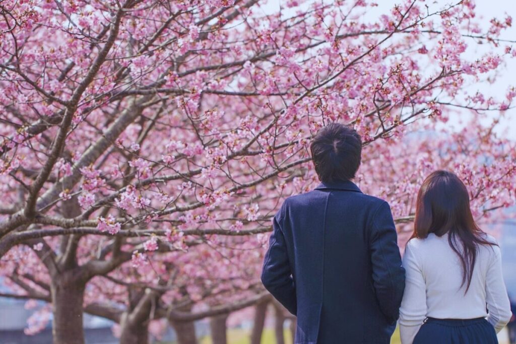 男女が桜の木を眺めている後ろ姿